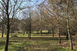 Portugalissimo - Selbstversorger Grundstücke - Ameixoeira Ribeira