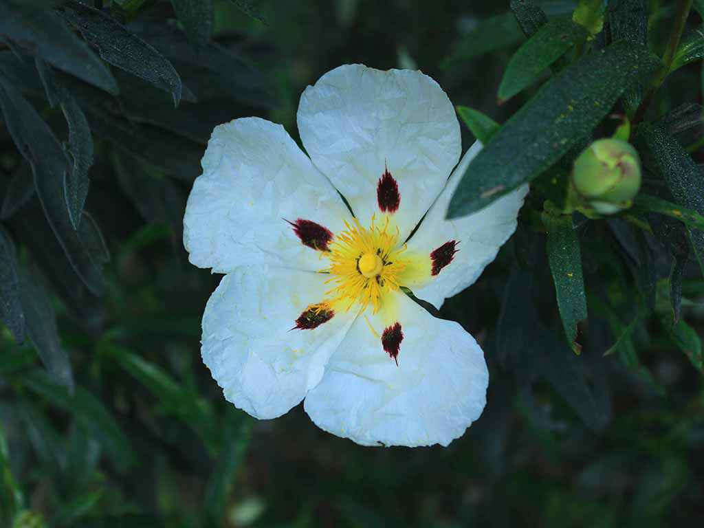 TimberImage(sliderimage).alt